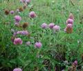 Trifolium pratense